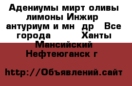 Адениумы,мирт,оливы,лимоны,Инжир, антуриум и мн .др - Все города  »    . Ханты-Мансийский,Нефтеюганск г.